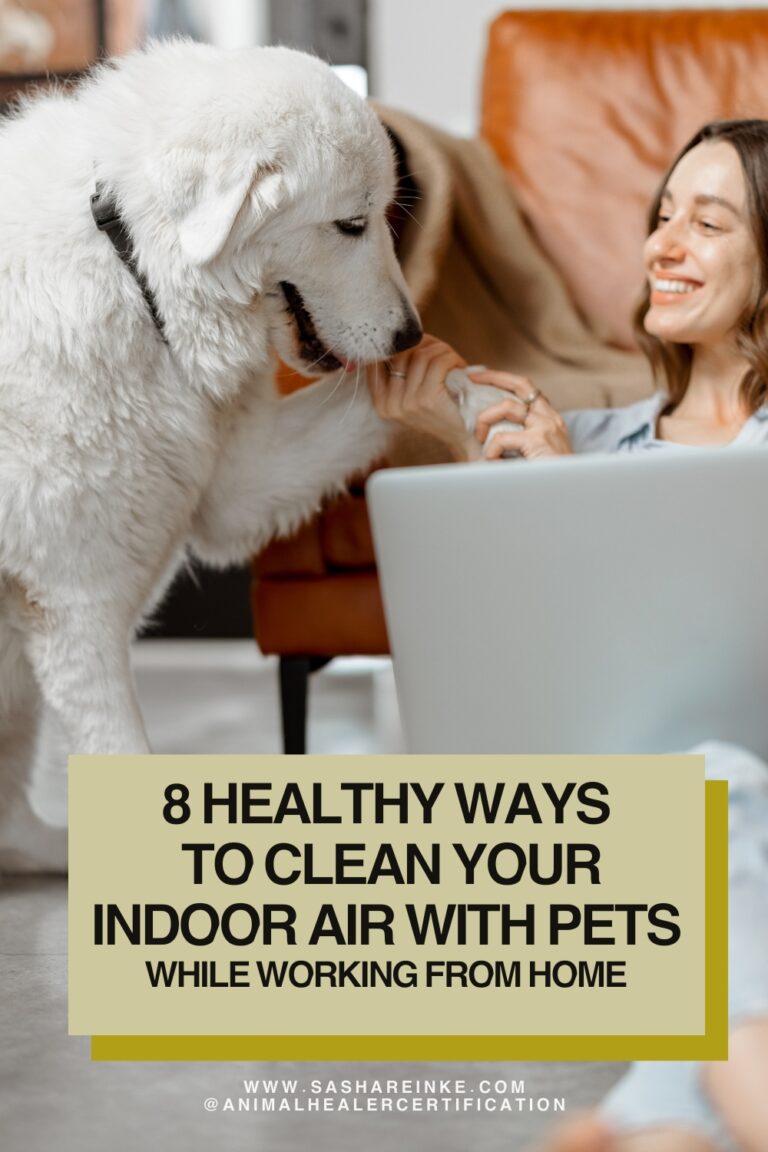 8 Healthy Ways to clean your indoor air with pets while working from home