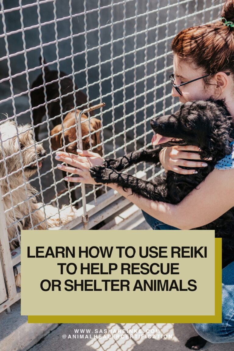 learn how to use reiki to help rescue or shelter animals