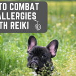 Work with Animals, how to combat dog allergies with Reiki