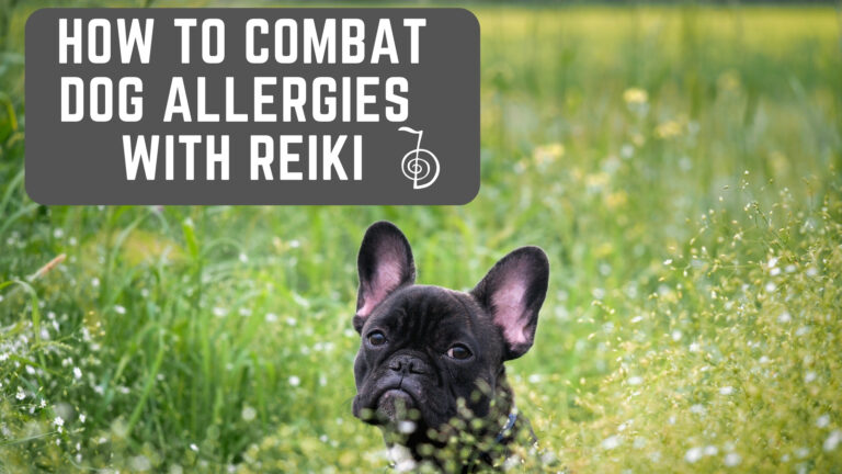 How to combat dog allergies with reiki