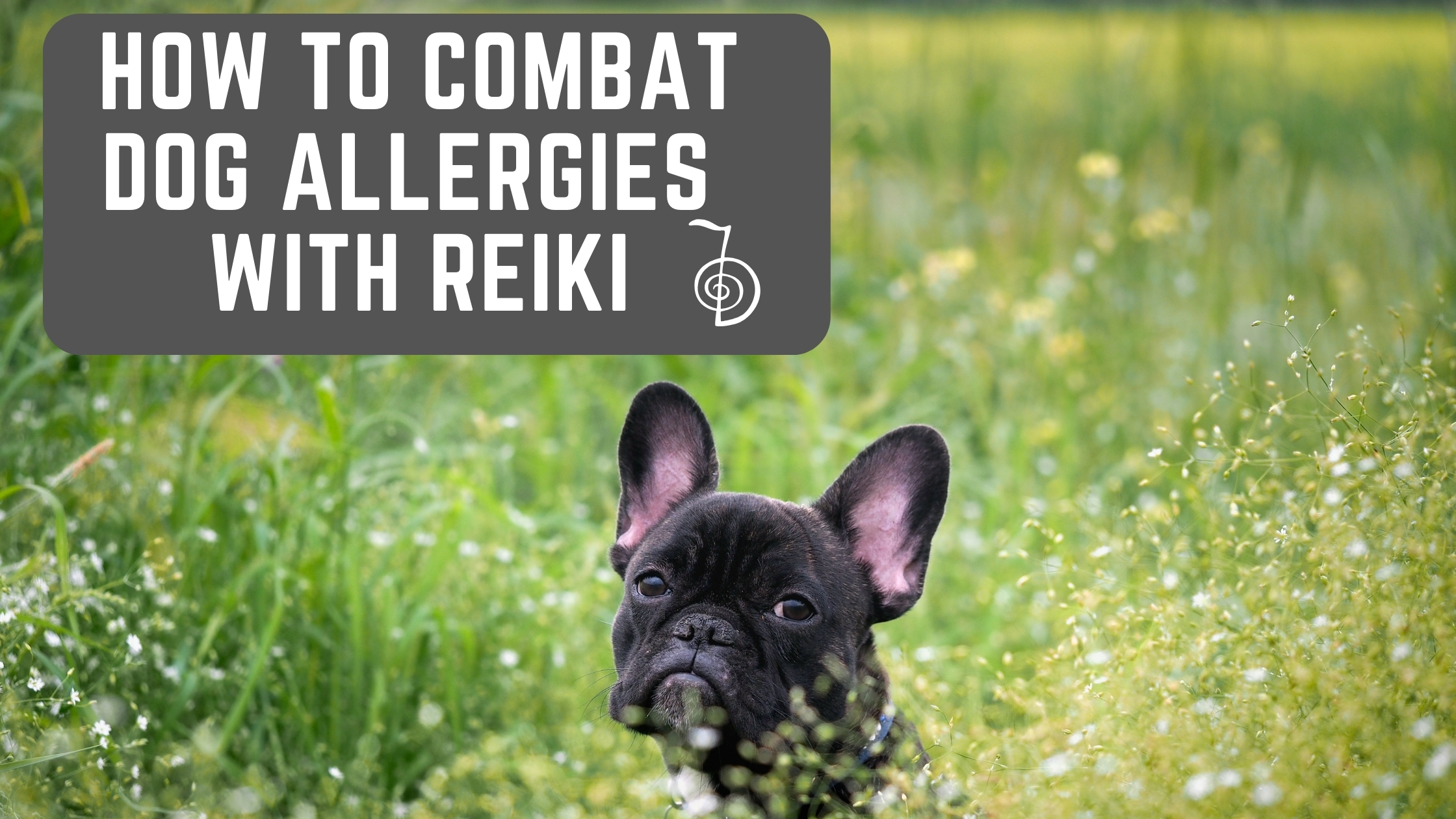 Work with Animals, how to combat dog allergies with Reiki