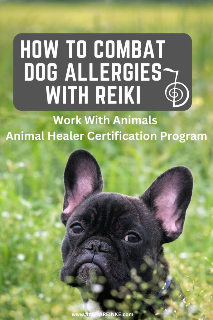 Work with Animals, how to combat dog allergies with Reiki