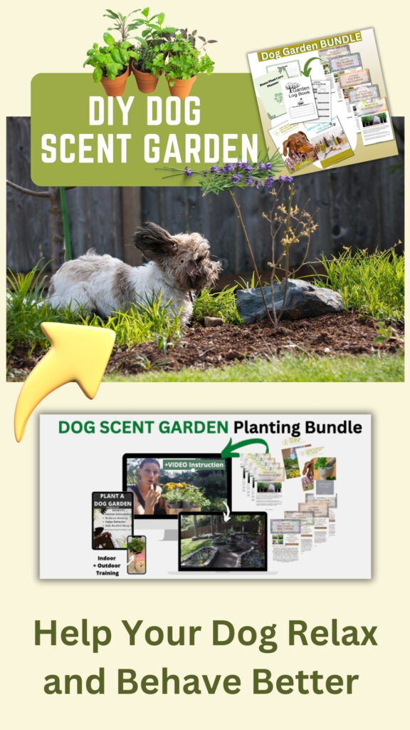plant a dog garden, DIY pet garden, garden with your dog, dog safe plants