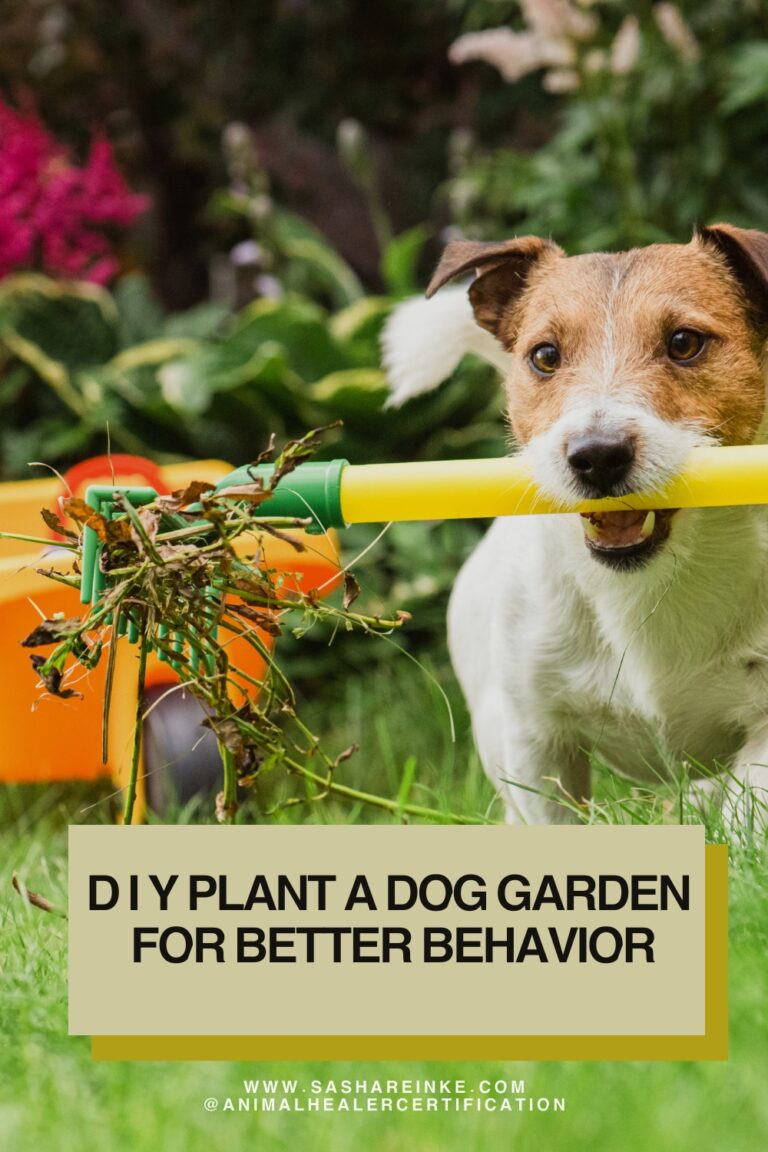 D I Y Plant a Dog Garden for better behavior