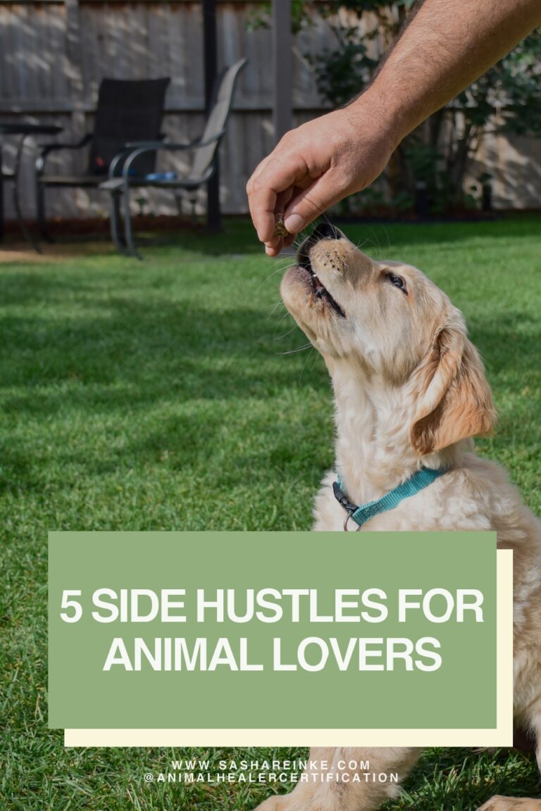 Top 5 side hustles for animal lovers