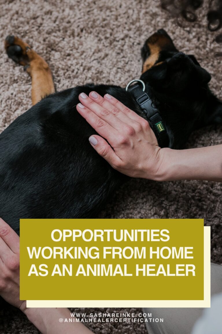 Exploring the Boundless Opportunities of Working from Home as an Animal Healer