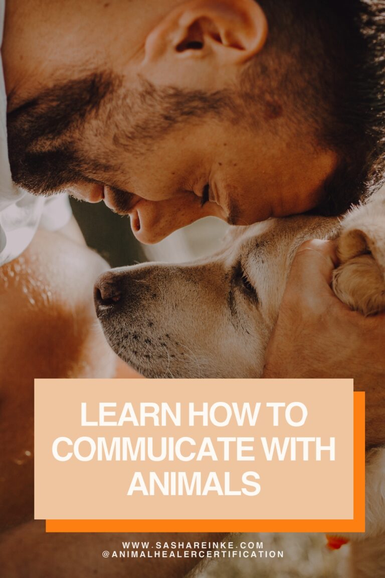 learn how to COMMUNICATE with animals